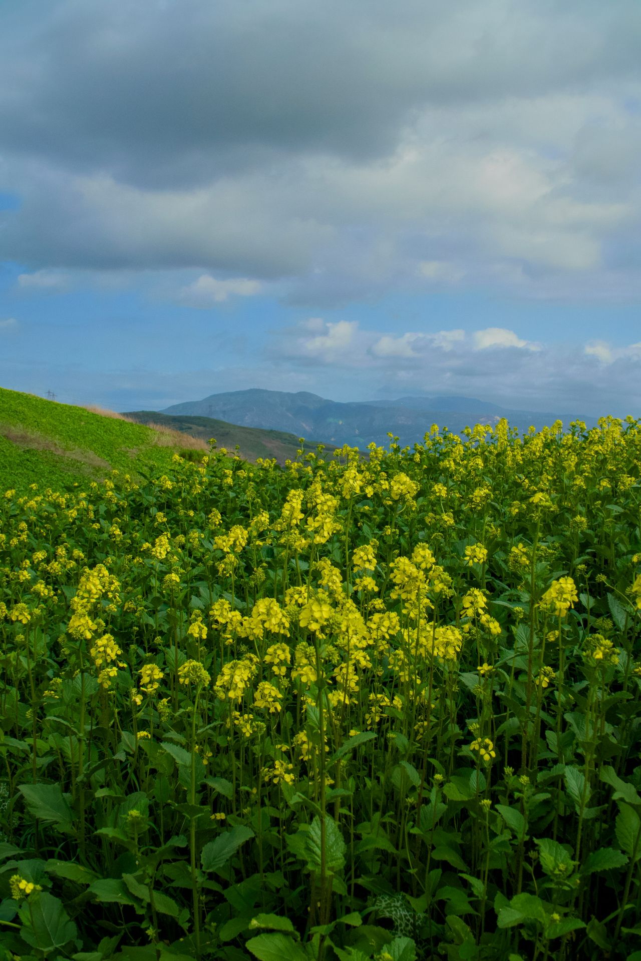 Yellow flowers bloom in a field under clouds.